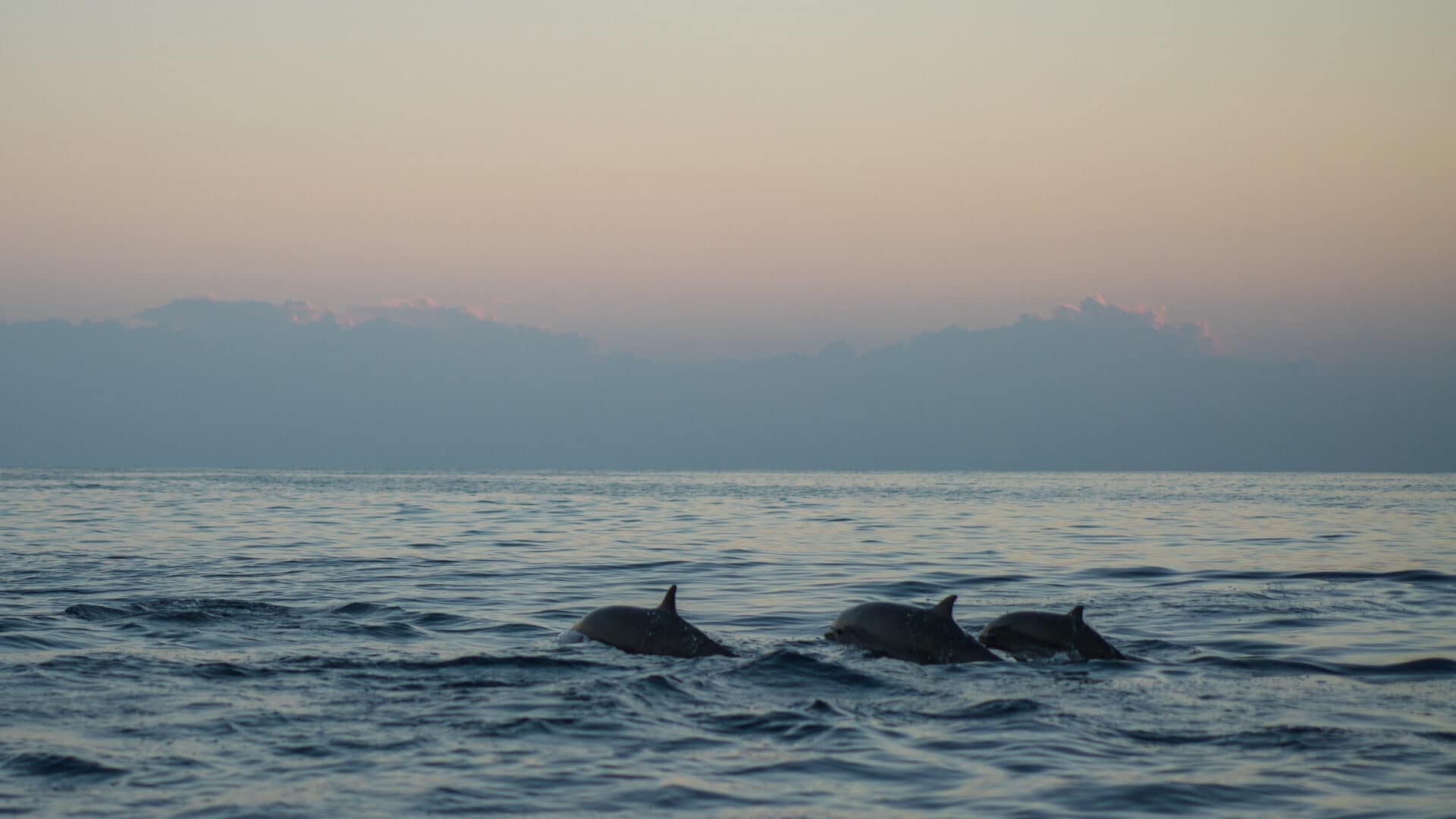 Watch dolphins ride the waves near uninhabited islets.